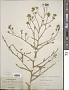 Crambe tataria Sebeók