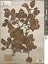 Crataegus boyntonii Beadle