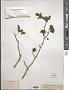 Crataegus pentagyna (Willd. ex) Waldst. & Kit.