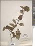 Crataegus sp.