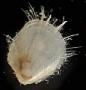 Cratis sp.