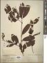 Cratoxylum polyanthum Korth.