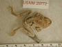 Craugastor rugulosus