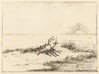 Crayfish Looking at the Sun