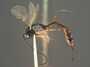 Cremastus brevicauda