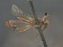 Cremastus gracilis