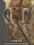 Cremastus (Zaleptopygus) terebratus