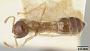 Crematogaster (Decacrema) decamera