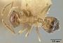 Crematogaster perthensis