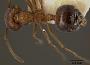 Crematogaster schultzei