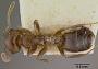 Crematogaster sewellei var. improba