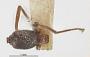 Crematoxenus aenigma