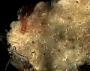 Crepidacantha sp.