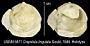 Crepidula lingulata