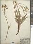 Crepis intermedia A. Gray
