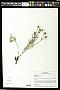 Crepis modocensis Greene