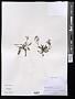 Crepis sp.