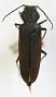 Criocephalus lacustrinus