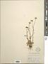 Crocidium multicaule Hook.