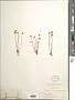 Crocidium multicaule Hook.