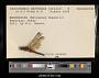 Crocothemis erythraea