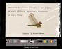 Crocothemis erythraea