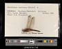 Crocothemis erythraea