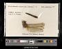 Crocothemis servilia