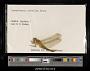 Crocothemis servilia