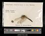 Crocothemis servilia