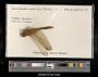 Crocothemis servilia