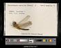 Crocothemis servilia