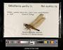 Crocothemis servilia