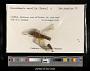 Crocothemis servilia