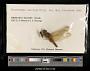 Crocothemis servilia