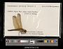 Crocothemis servilia