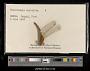 Crocothemis servilia
