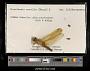 Crocothemis servilia