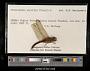 Crocothemis servilia