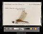Crocothemis servilia
