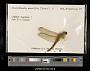 Crocothemis servilia