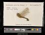 Crocothemis servilia