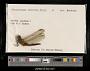 Crocothemis servilia
