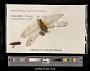 Crocothemis servilia