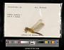 Crocothemis sp.