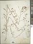 Croptilon divaricatum (Nutt.) Raf.