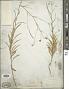 Croptilon divaricatum (Nutt.) Raf.