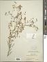 Croptilon divaricatum (Nutt.) Raf.
