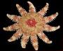 Crossaster papposus