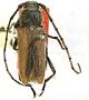 Crossidius truncatellus